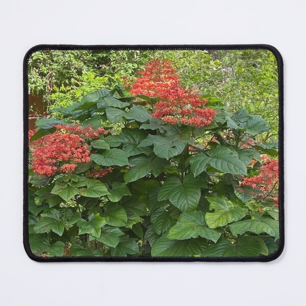 Item preview, Florida garden designed and sold by NurseLifestat.