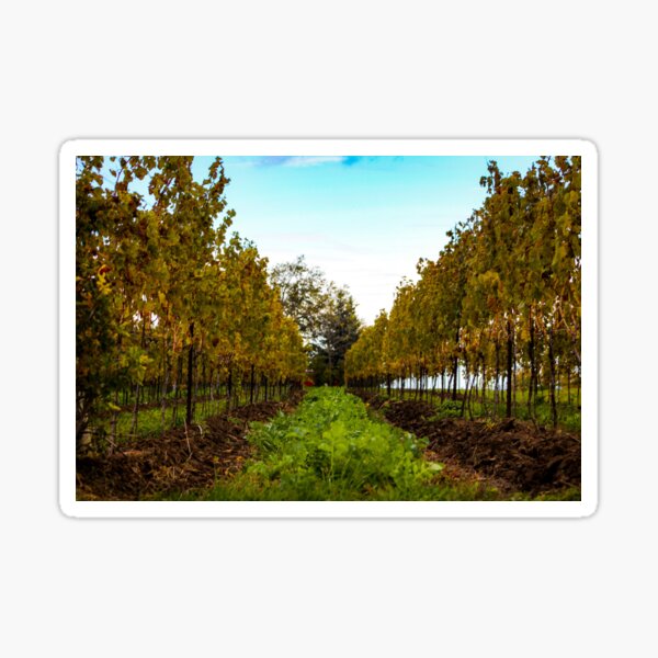 Item preview, H0169 Grapevines designed and sold by photographyemd.