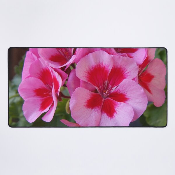 A bunch of Pink Pansies in close-up. Desk Mat