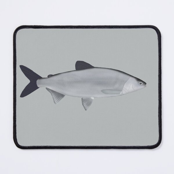 Item preview, Maraene Whitefish designed and sold by fishfolkart.