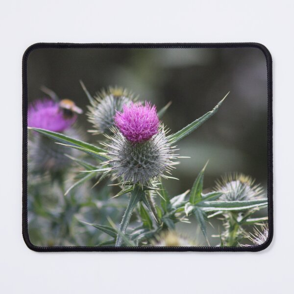 Item preview, Scottish Thistles Photograph designed and sold by Braw-Merch.