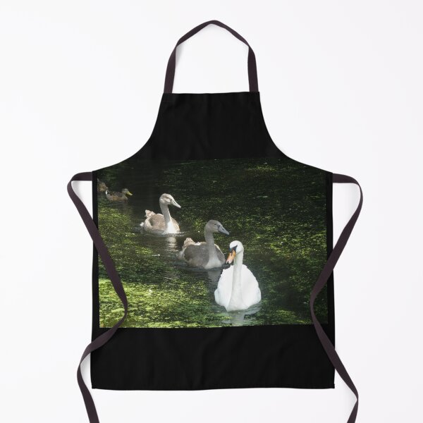 Item preview, Swan and Cygnets Follow the Leader Photograph designed and sold by naturegallery.