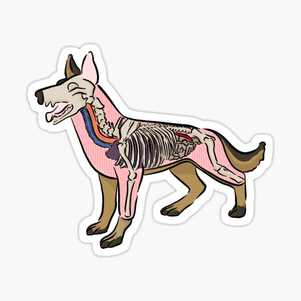Item preview, Dog Anatomy designed and sold by donagi14.