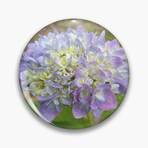 Item preview, Delicate Hydrangea Photo designed and sold by Dusty-Penny.