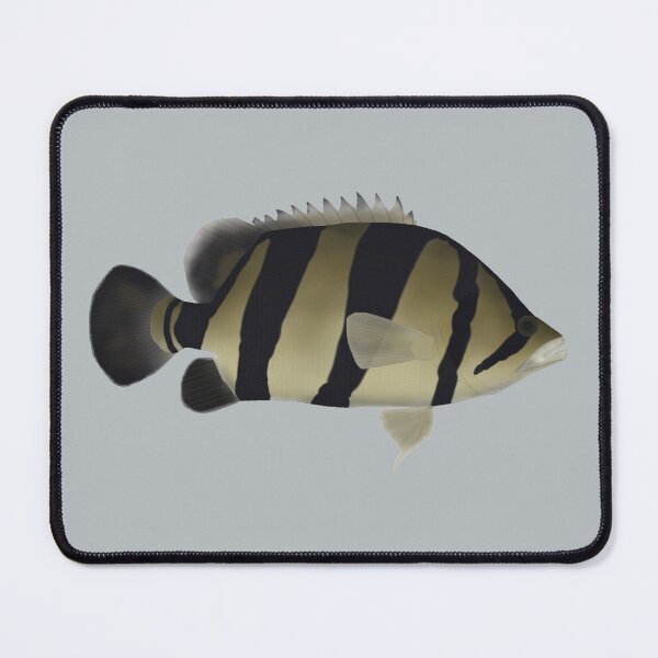 Item preview, Siamese Tiger Fish designed and sold by fishfolkart.