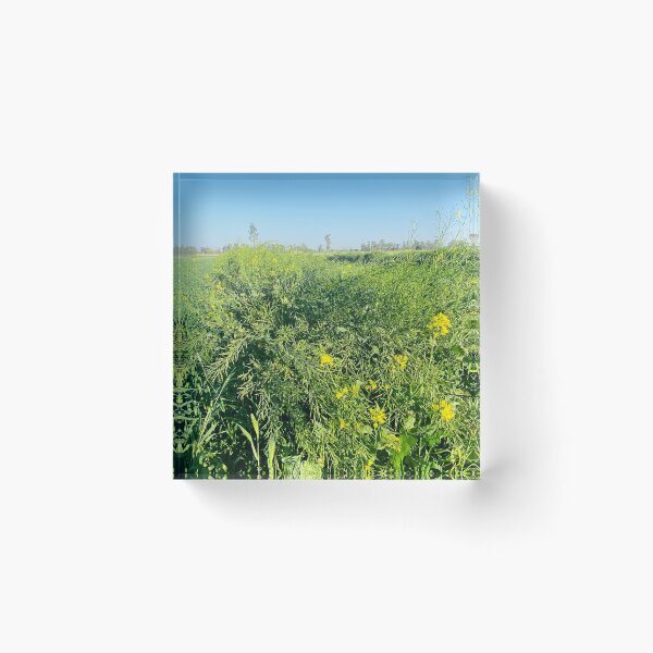 Item preview, Mustard plants designed and sold by Photolotto.