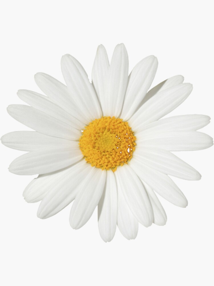 White Daisy Sticker