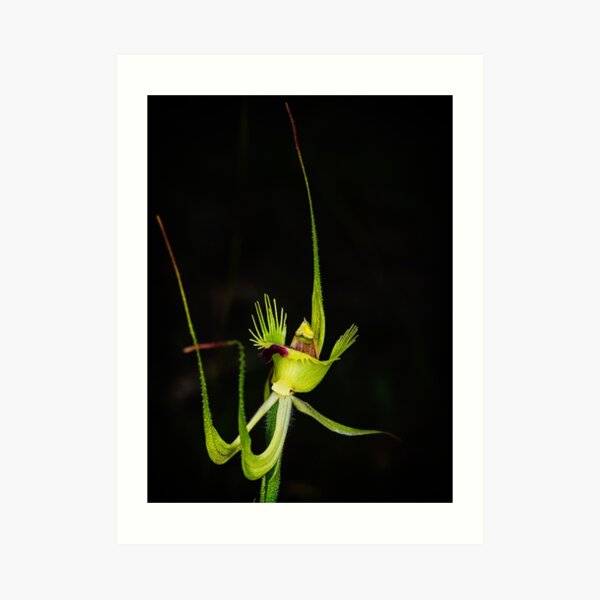 Fringed Mantis Orchid Art Print