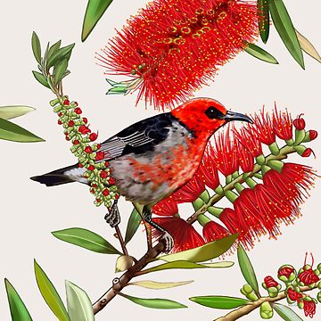 Artwork thumbnail, Scarlet Honeyeater in Callistemon #1 by Australian artist Laural Retz by Laural Retz