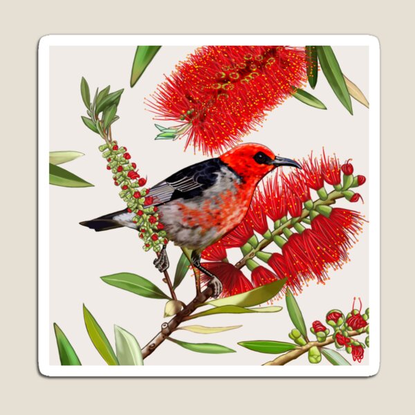 Scarlet Honeyeater in Callistemon #1 by Australian artist Laural Retz Magnet