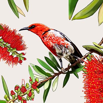 Artwork thumbnail, Scarlet Honeyeater in Callistemon #2 by Australian artist Laural Retz by Laural Retz