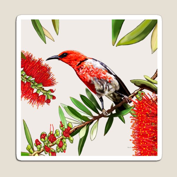 Scarlet Honeyeater in Callistemon #2 by Australian artist Laural Retz Magnet