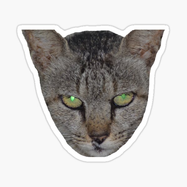 Artikel-Vorschau von Der Stalker/die Katze mit grünen Augen/Porträt, designt und verkauft von VeenaNair23.