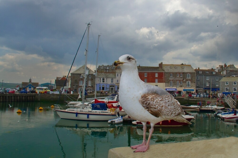 Image result for seagulls padstow