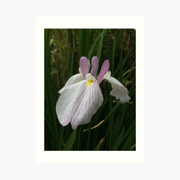 Iris Art Print