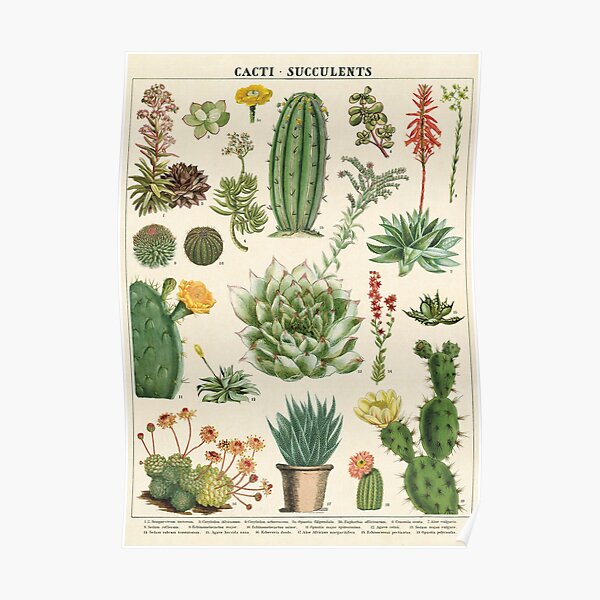 Knowledge Cacti Succulents poster Poster