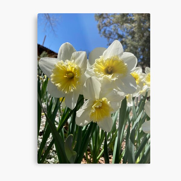 Daffodil Metal Print