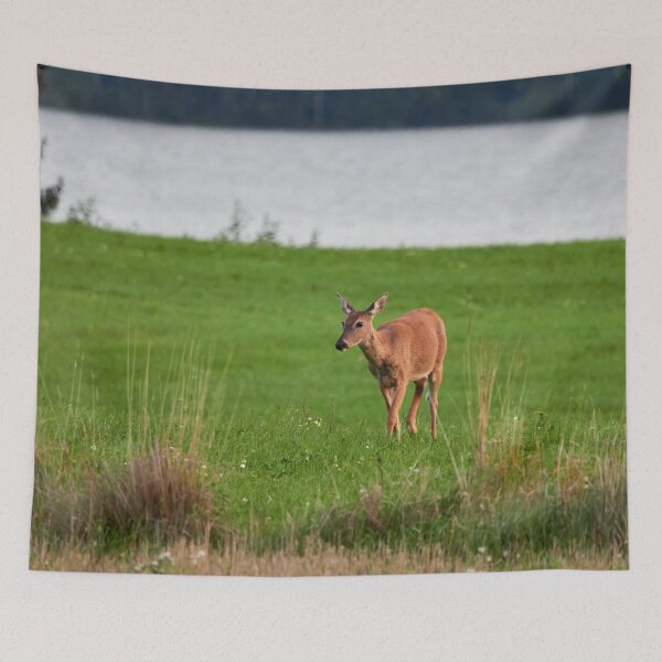 Item preview, In the late evening light. White-tailed deer designed and sold by Jouko Lehto Photography.