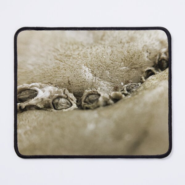 Item preview, Cluster of Shells designed and sold by Charles Oliver Creations.