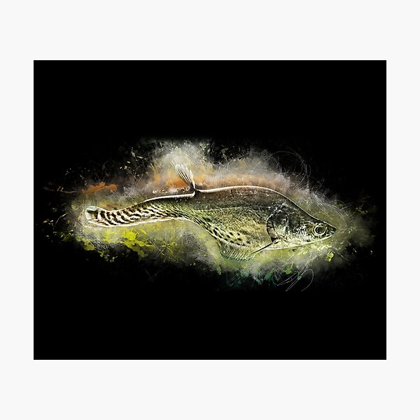 Aperçu de l'œuvre Poisson-couteau drapeau - Chitala blanci créée et vendue par AquariumLutter.