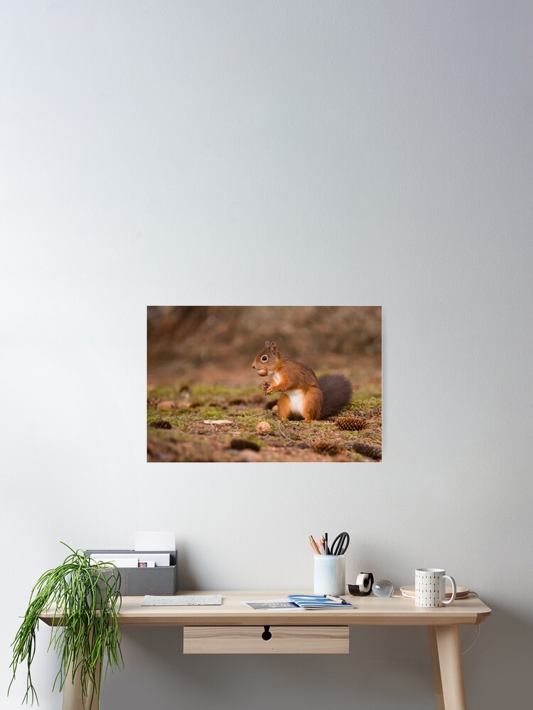 Thumbnail 2 of 3, Poster, Red Squirrel designed and sold by tmtht.