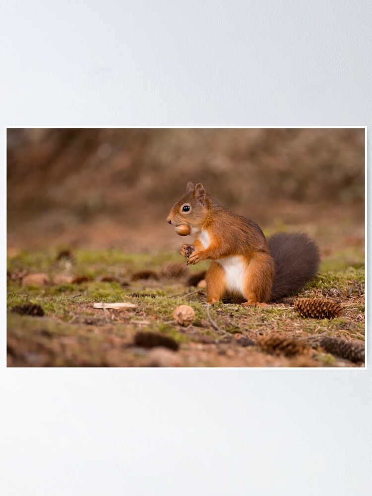 Thumbnail 1 of 3, Poster, Red Squirrel designed and sold by tmtht.