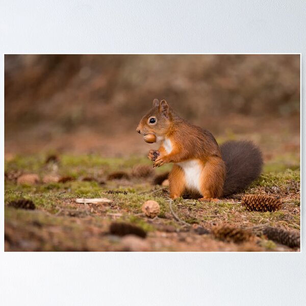 Item preview, Red Squirrel designed and sold by Karen Miller.