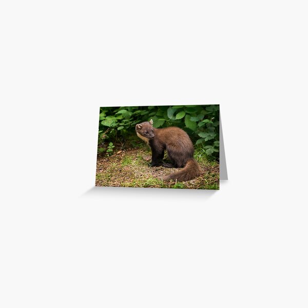 Pine Marten Greeting Card