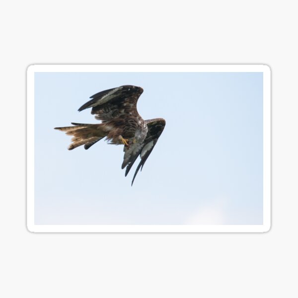 Red Kite Sticker