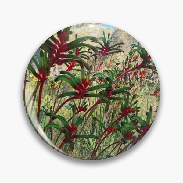 Item preview, Kangaroo Paws in Banksia woodland  designed and sold by LCNNativePlants.