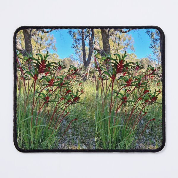 Item preview, Kangaroo Paws in Banksia woodland  designed and sold by LCNNativePlants.
