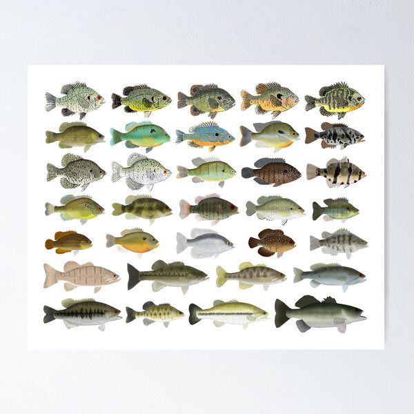 Bluegill Fish Print Set, Set of 4, Bream Fish Wall Art Carp