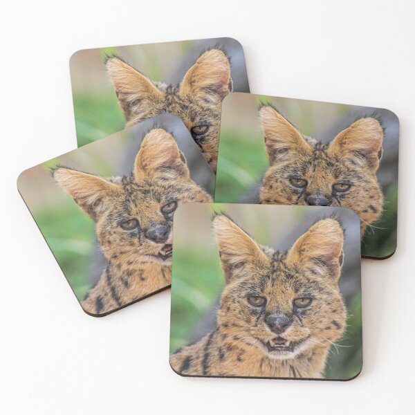 Item preview, beautiful serval designed and sold by abphotography92.