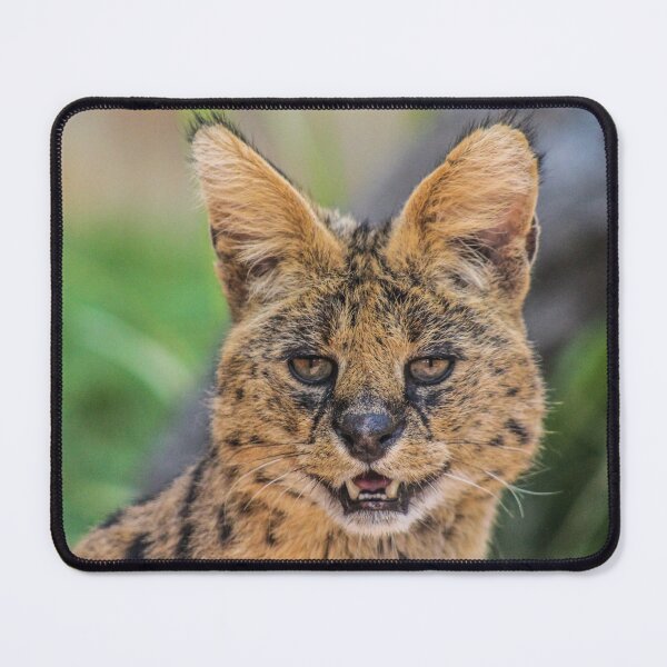Item preview, beautiful serval designed and sold by abphotography92.