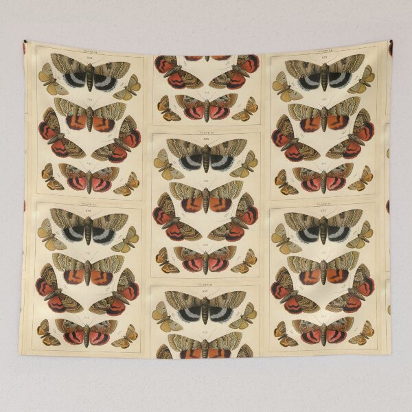 Item preview, Entomology Lepidoptera designed and sold by spikemet.