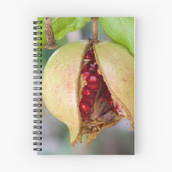 Item preview, Pomegranate  designed and sold by dlimpi.