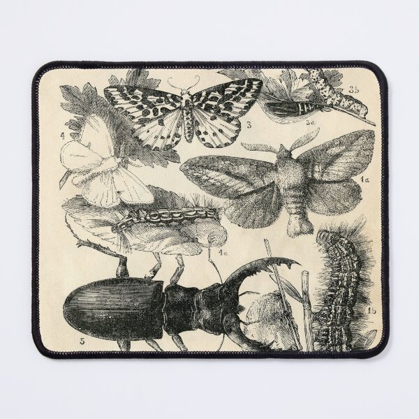 Item preview, Entomology Birth and Evolution designed and sold by spikemet.