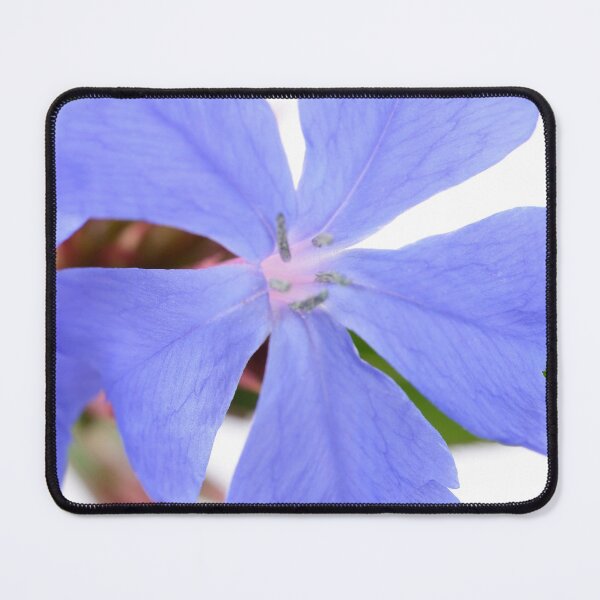 Item preview, Ceratostigma plumbaginoides   AGM  Hardy blue-flowered leadwort   designed and sold by Chris Burrows.