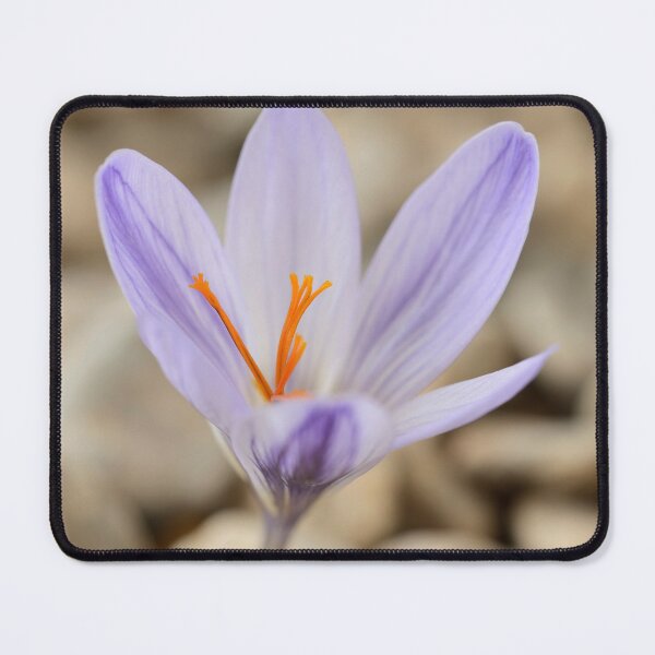 Item preview, Crocus cancellatus subspecies cancellatus Autumn flowering crocus designed and sold by Chris Burrows.