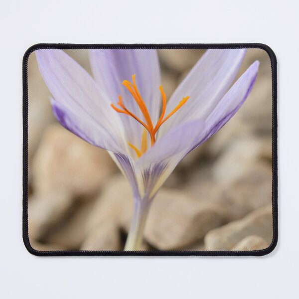Item preview, Crocus cancellatus subspecies cancellatus Autumn flowering crocus designed and sold by Chris Burrows.