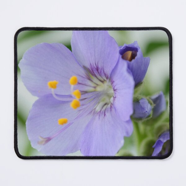 Item preview, Polemonium 'Blue Pearl' Jacob's ladder designed and sold by Chris Burrows.