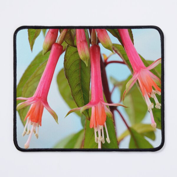 Item preview, Fuchsia denticulata AGM designed and sold by Chris Burrows.