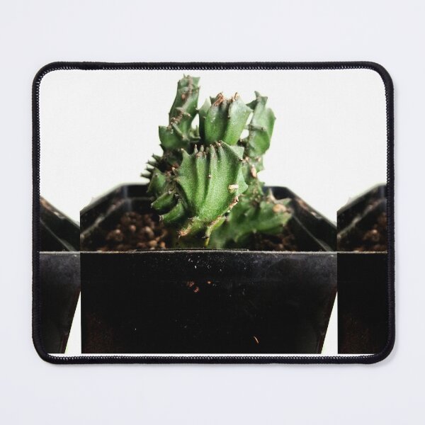 Item preview, Cactus designed and sold by Ian Wylie.