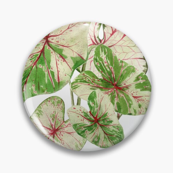 Item preview, Caladium plant designed and sold by PetitMartin.