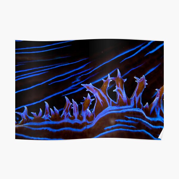 Clam abstract Poster