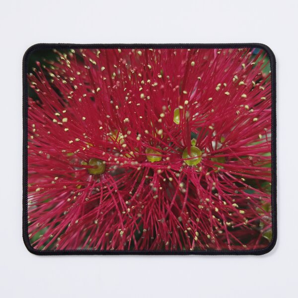 Item preview, Callistemon C1 designed and sold by NTxPhotography.