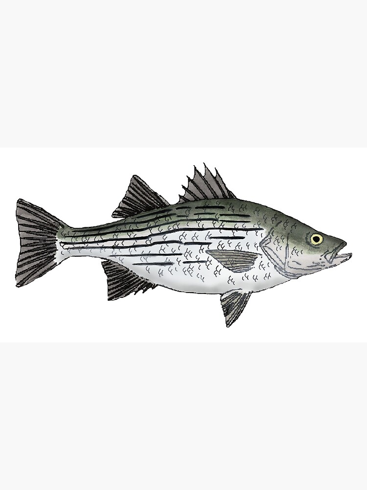 Bass Fish Art Print