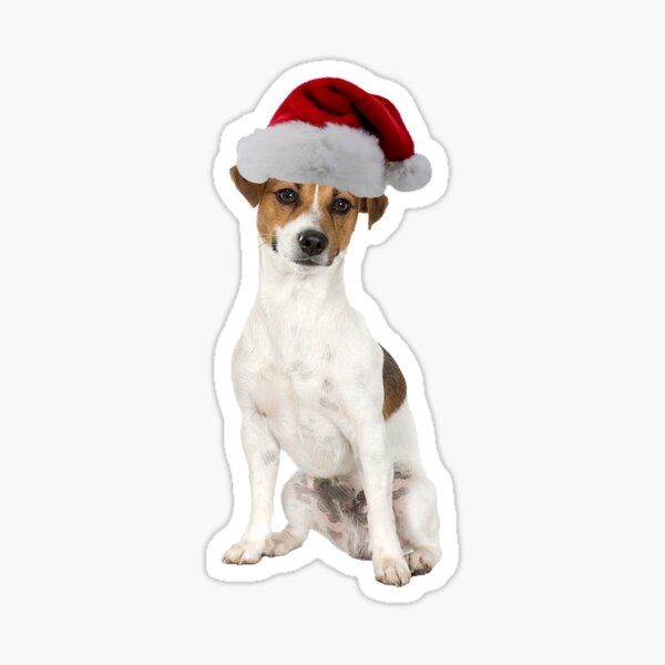 Jack Russell Terrier Merch & Gifts for Sale | Redbubble