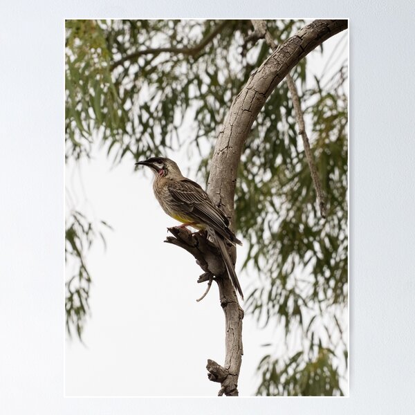 Item preview, Red Wattlebird Adult designed and sold by Sandra Chung.