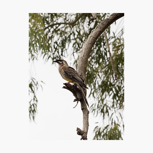Item preview, Red Wattlebird Adult designed and sold by Sandra Chung.